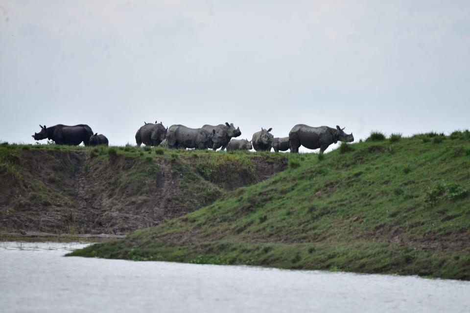 KAZIRANGA,INDIA-JULY 16,2020: Rhinos sheltering on highland due to severe flood in Bagari Range of Kaziranga National Park in Assam,India- PHOTOGRAPH BY Anuwar Ali Hazarika / Barcroft Studios / Future Publishing (Photo credit should read Anuwar Ali Hazarika/Barcroft Media via Getty Images)