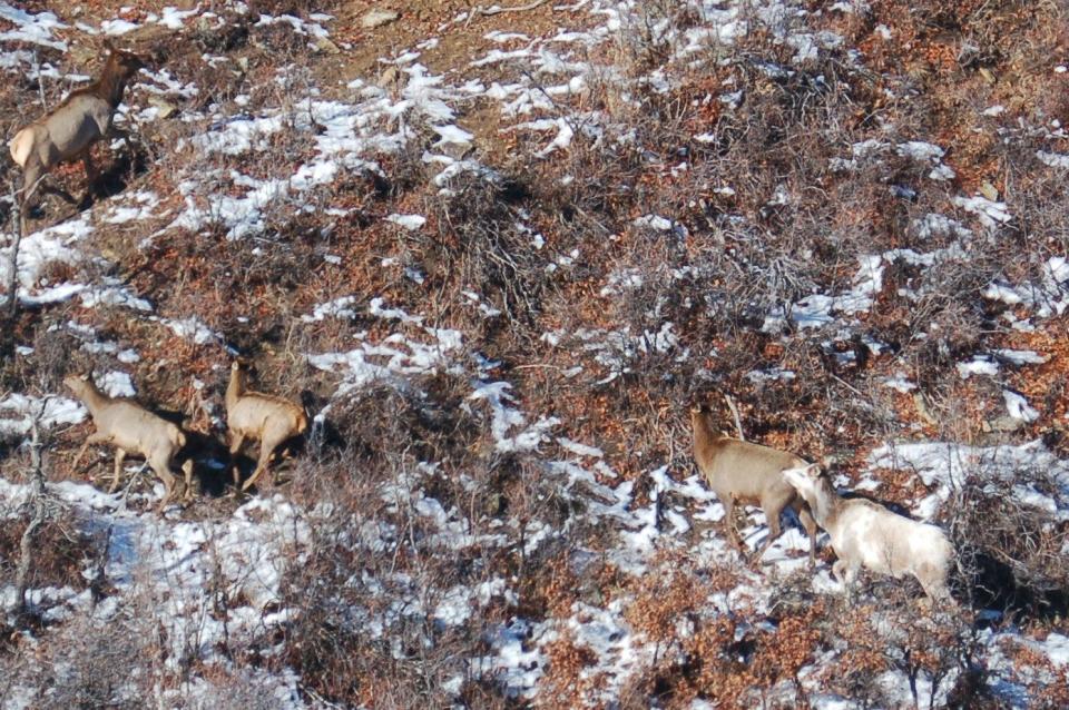 A rare 1-in-100,000 rare piebald cow elk spotted in the southwestern part of Colorado.