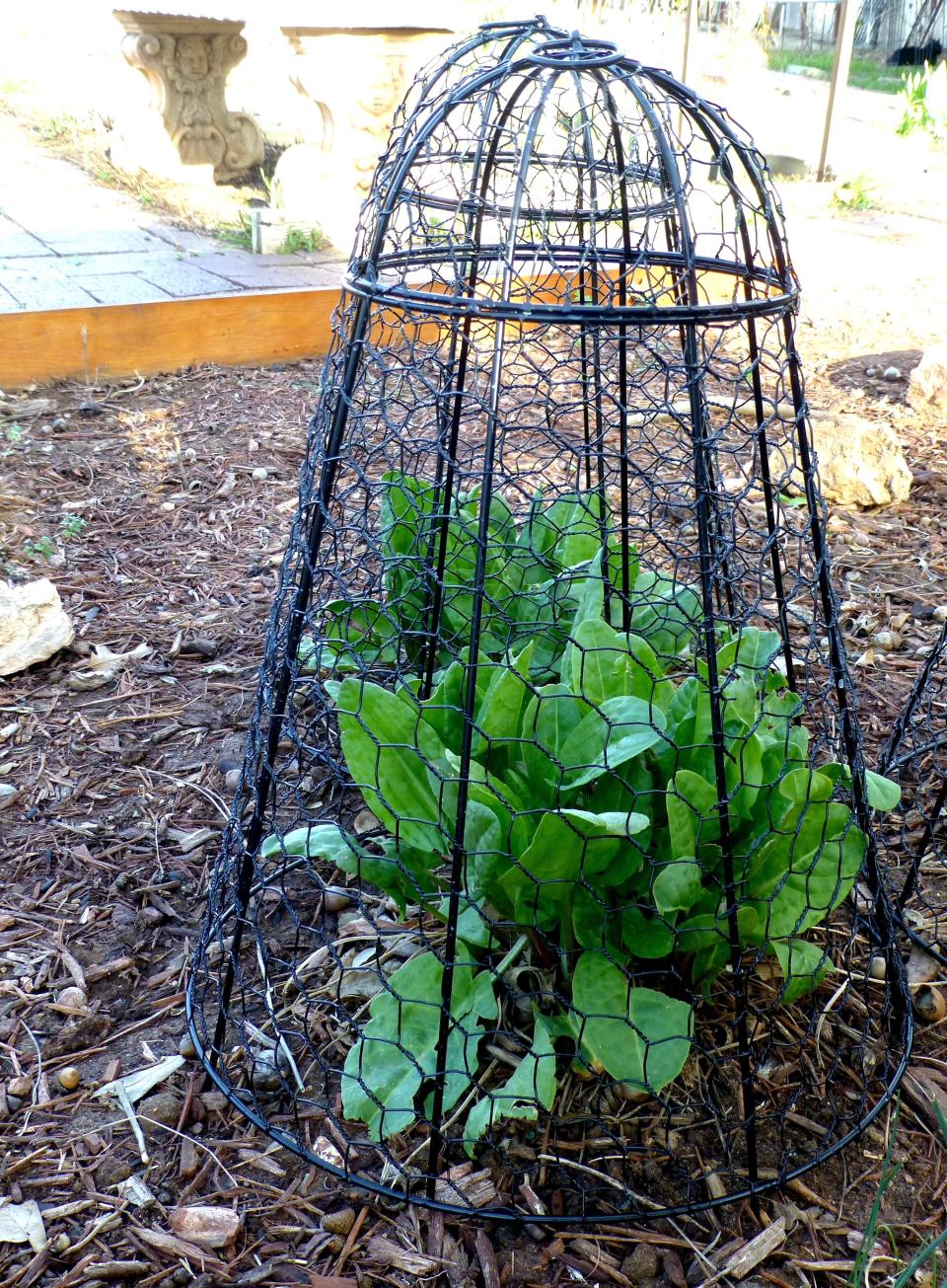 A garden cloche fashioned from wire is protecting lush spring sorrel greens from rabbits. Garden cloches with their domed, bell shapes give elegance to a garden while functioning as botanic safeguards.