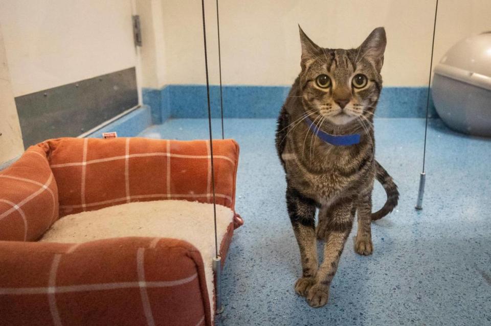 A mature cat who is up for adoption sits in an enclosure at the Miami-Dade Animal shelter in Doral on Nov. 23, 2021.