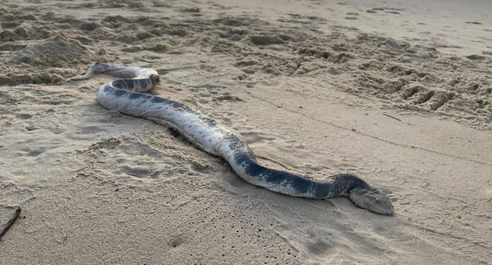 Stokes' Sea snake on Sunshine beach in Noosa, Queensland.  