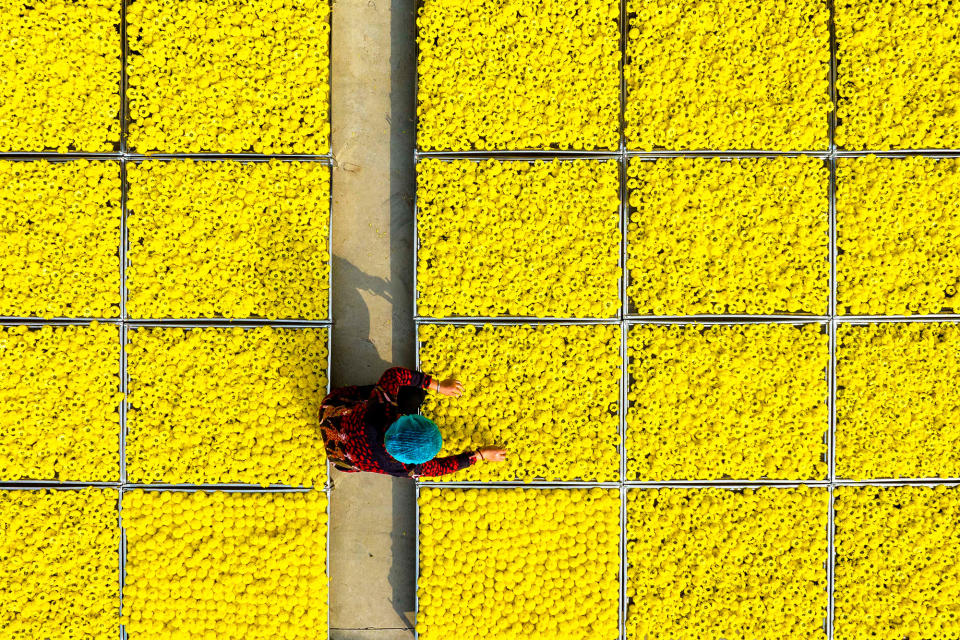 an overhead shot of a grid full of yellow chrysanthemum flowers, one person in the lower middle part of the frame reaches out to gather some