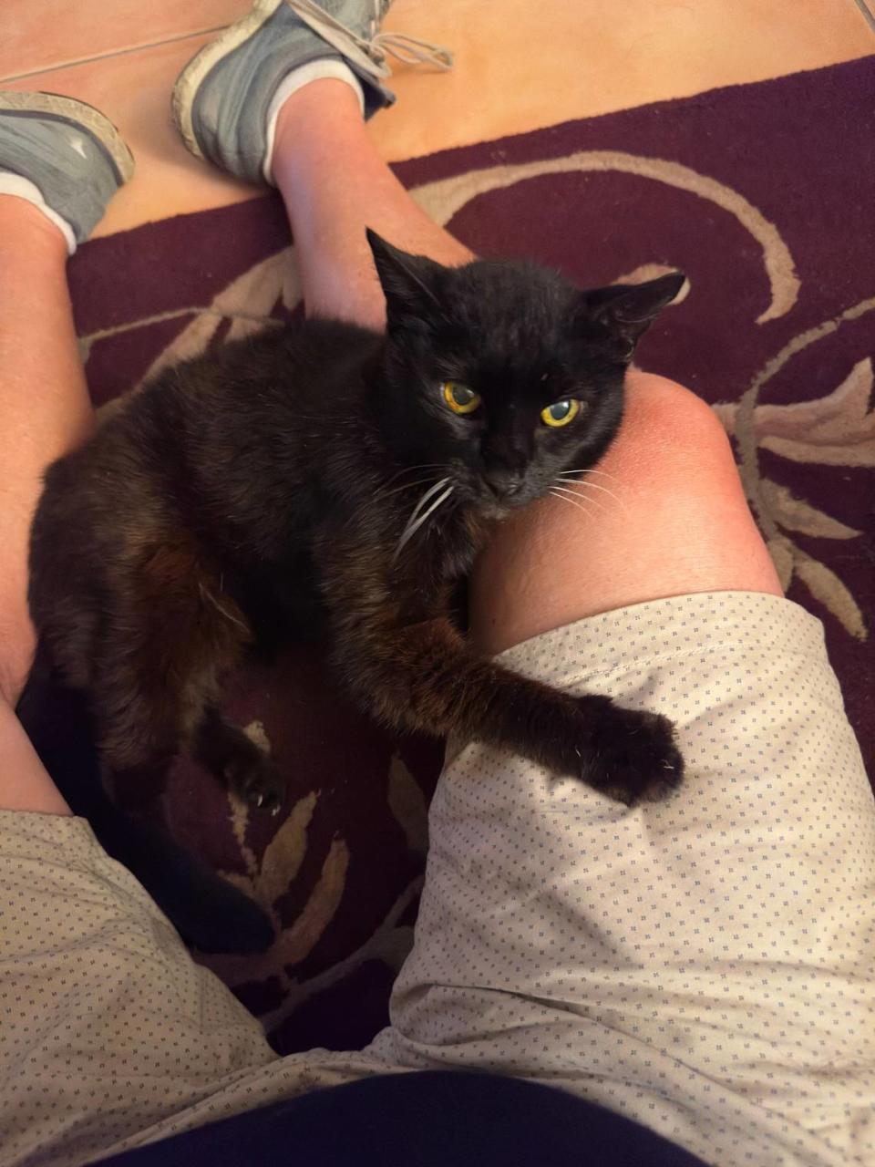 Outdoor cats, like this black-coated Bombay mix, can suffer heat exhaustion or heat stroke as temperatures set records across Florida as they have in July 2023. Try to bring them inside if you can or, at least, give them plenty of fresh water and shade. Howard Cohen/hcohen@miamiherald.com