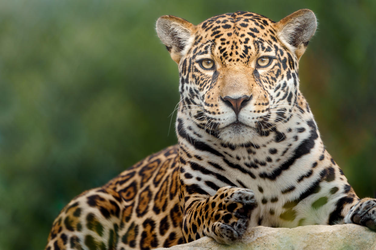 México protege su reserva del jaguar con nuevo parque y la Guardia Nacional