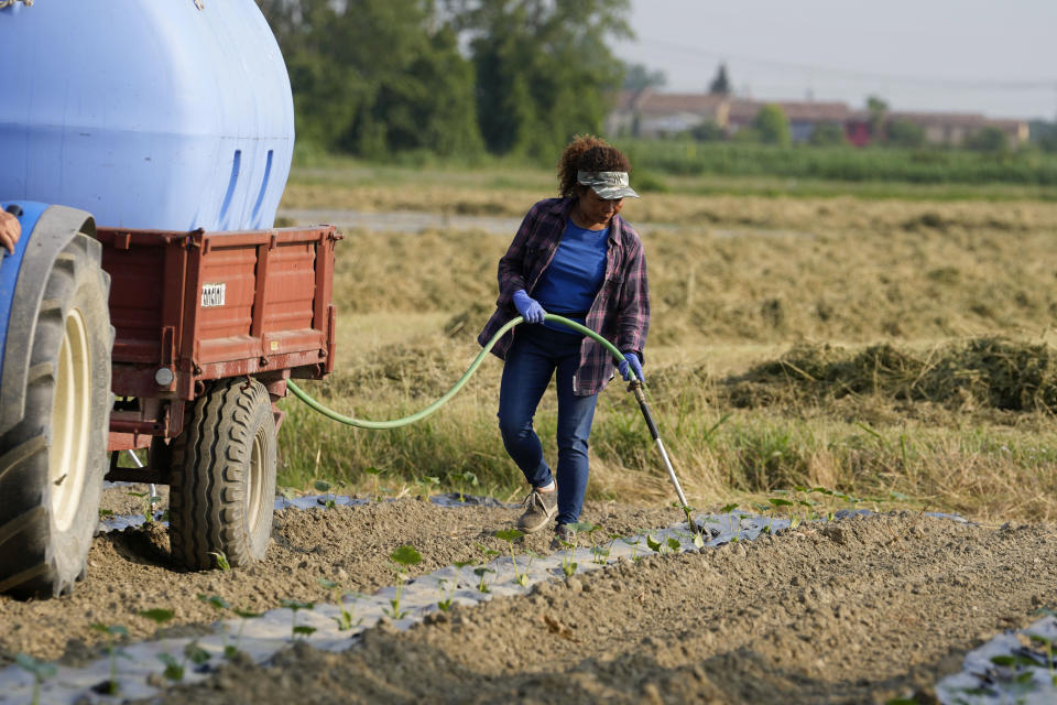 Farmers irrigate a pumpkin patch using a water lifting pump near the Po river in Guastalla, Italy, Wednesday, June 15, 2022. The drying up of the river is jeopardizing drinking water in Italy's densely populated and highly industrialized districts and threatening irrigation in the most intensively farmed part of the country. (AP Photo/Luca Bruno)