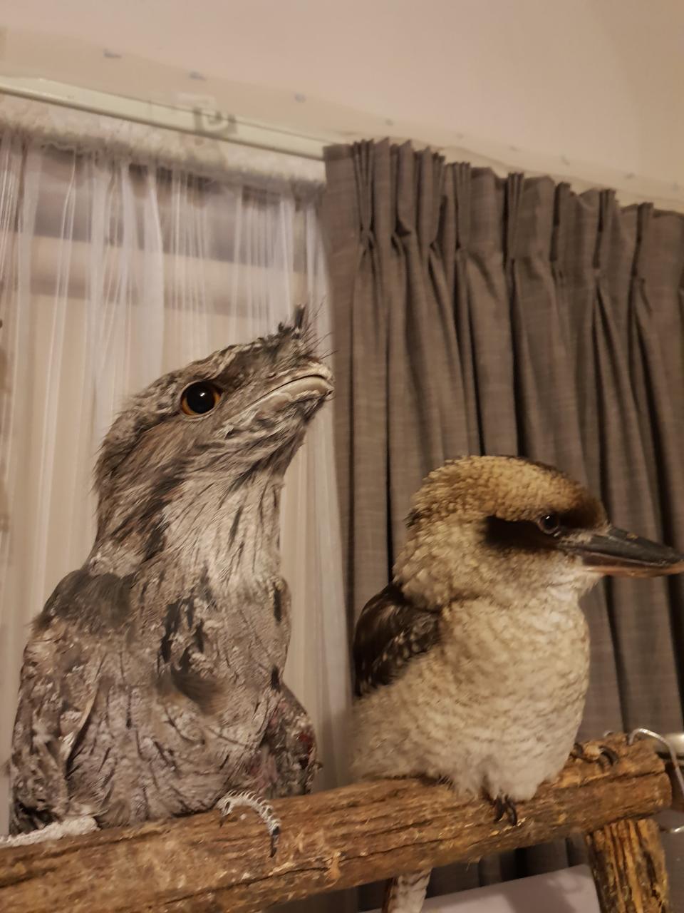 A kookaburra and a tawny frogmouth sit on a wooden perch inside a house.