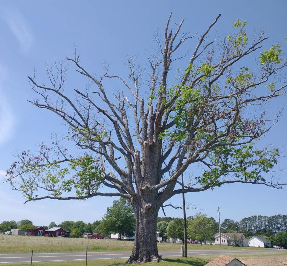Reader Linda Seale’s favorite tree in the Triangle is in Angier.