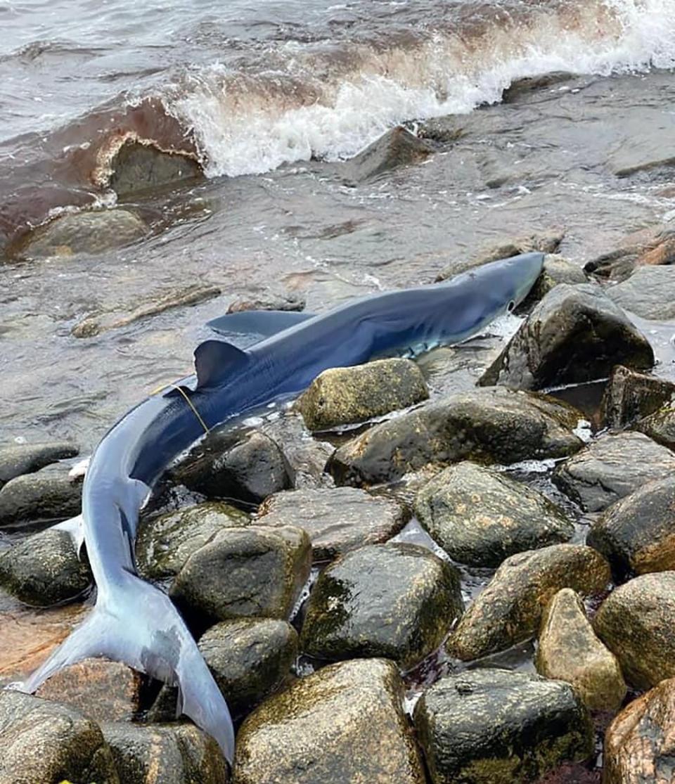 A blue shark is stranded on rocks at Little Compton's shoreline in this photo from 2020.