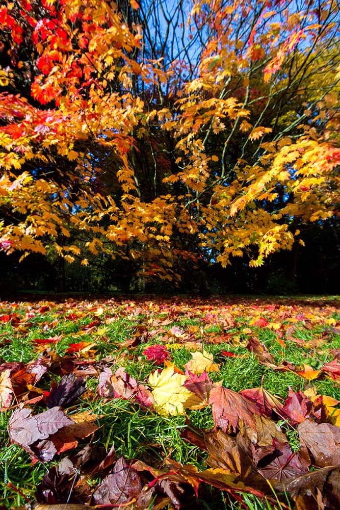 韋斯頓伯特植物園（Image Source : Getty Creative/iStockphoto）