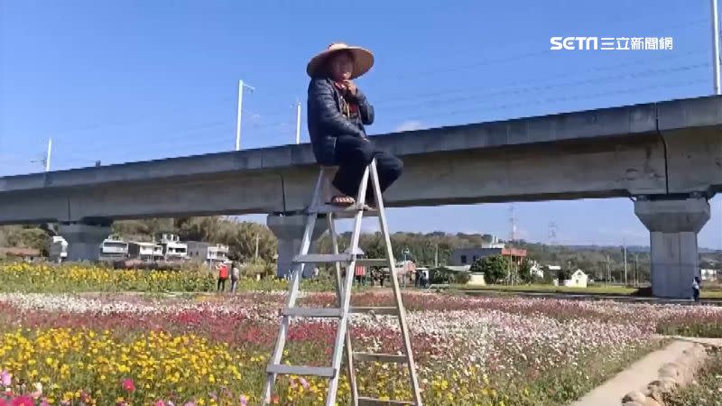 城北里里長詹春旺搬了梯子坐在花海中，監看遊客們有無踩踏花朵。