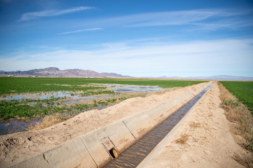 An alfalfa crop is flood irrigated at the Colorado River Indian Tribes Farms in Parker on Dec. 10, 2021.