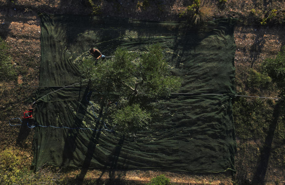 A worker uses an electric comb to harvest olives from a tree in Spata suburb, east of Athens, Greece, Monday, Oct. 30, 2023. Across the Mediterranean, warm winters, massive floods, and forest fires are hurting a tradition that has thrived for centuries. Olive oil production has been hammered by the effects of climate change, causing a surge in prices for southern Europe's healthy staple. (AP Photo/Thanassis Stavrakis)