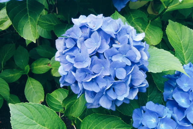 Image of Dolly Parton Hydrangea plant