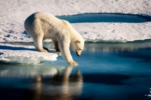 A handout photo provided by the European Geosciences Union in 2016 shows an undated photo of a polar bear testing the strength of thin sea ice in the Arctic; US data showed that polar sea ice coverage continued its downward trend in 2019