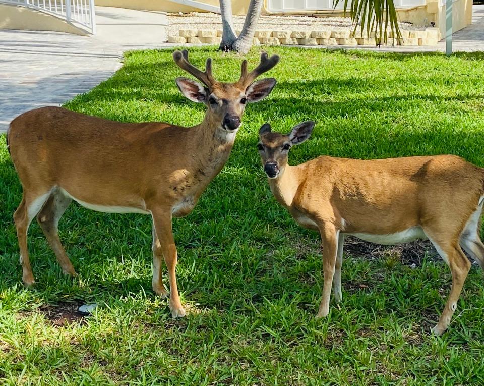 Key Deer are the smallest of the ubiquitous whitetail subspecies and found only in the Florida Keys, primarily in Big Pine and No Name Keys. IAN NANCE PHOTO