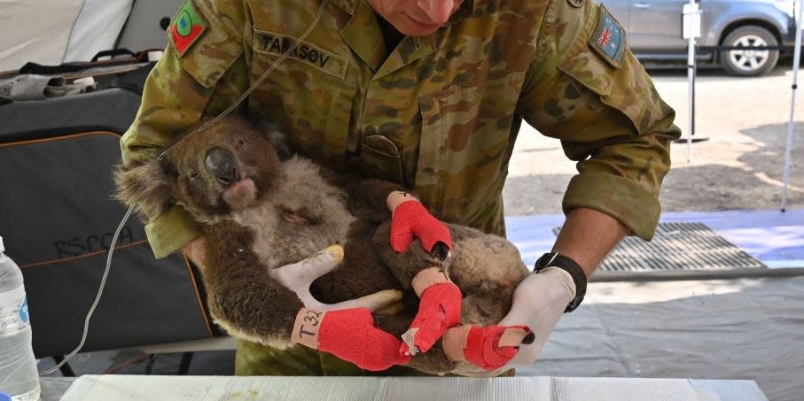 koala kangaroo island