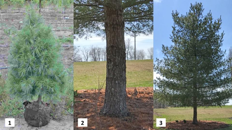 1. Young White Pine four feet tall  2. Clear Trunk on White Pine  3. Full Grown White Pine Tree
