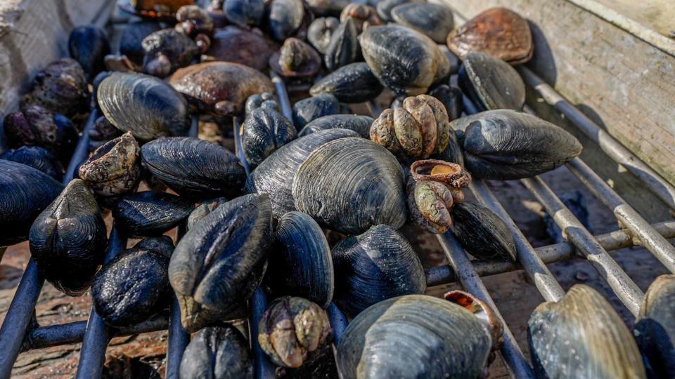 A paltry haul of quahogs from the bottom of Narragansett Bay. An experienced raker like David Ghigliotty once harvested 1,500 clams a day or more. Now, he said, a decent catch is around 500.