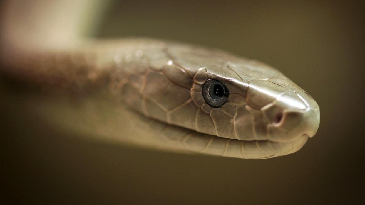 Schwarze Mamba: Giftige Schlangen sind eine Gefahr für fast sechs Milliarden Menschen weltweit. Foto: Fredrik von Erichsen