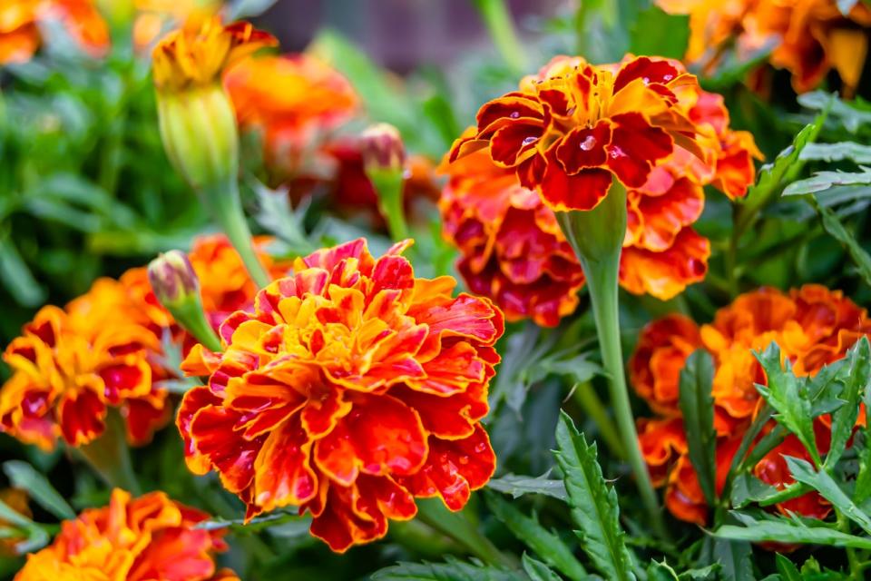 Orange marigolds growing together. 