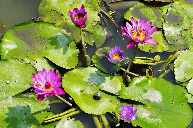 台南六甲｜九品蓮花生態園區