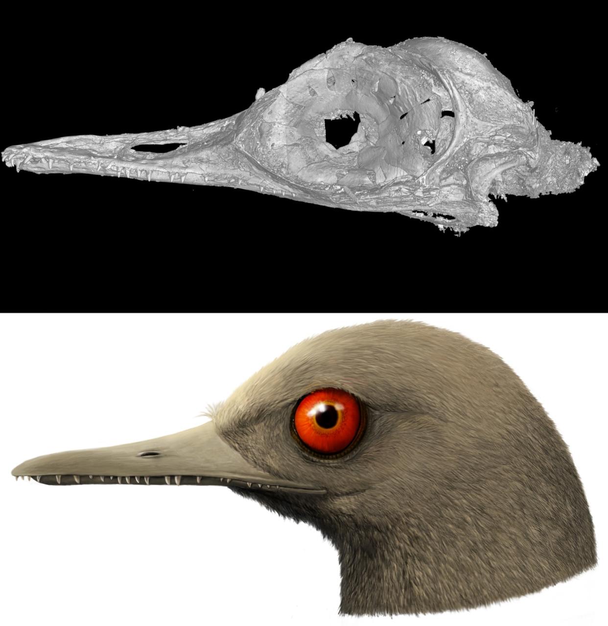 A CT scan of the skull of Oculudentavis by LI Gang, and an artistic rendering of Oculudentavis by HAN Zhixin, imagining what it looked like while alive 99 million years ago. (LI Gang; HAN Zhixin / Los Angeles Natural History Museum)