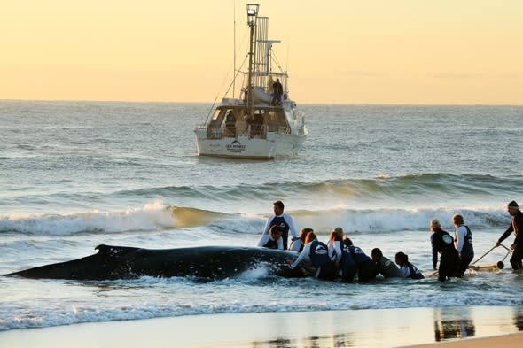 Baby humpback whale rescued from Palm Beach in Australia's Gold Coast