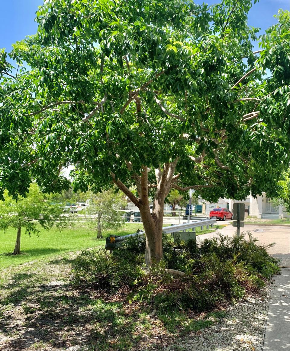 Gumbo Limbo are stalwarts during hurricanes, have beautiful red pealing bark,and grow in a pleasing shape for the landscape. 