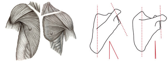 This image shows differences in the position of the shoulder between chimpanzees (left) and humans (right). These differences can be seen in both the muscular anatomy and in the bony anatomy of the scapula (shoulder blade).