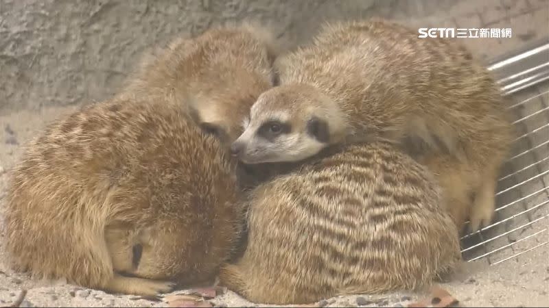 高雄動物園的狐獴圍在一起取暖。