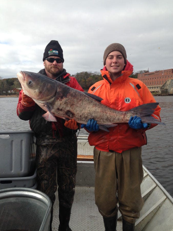 David Rowe, DNR fisheries supervisor (left)  and Alex Bentz, a fisheries technician, hold a bighead carp captured on the Wisconsin River in 2017.