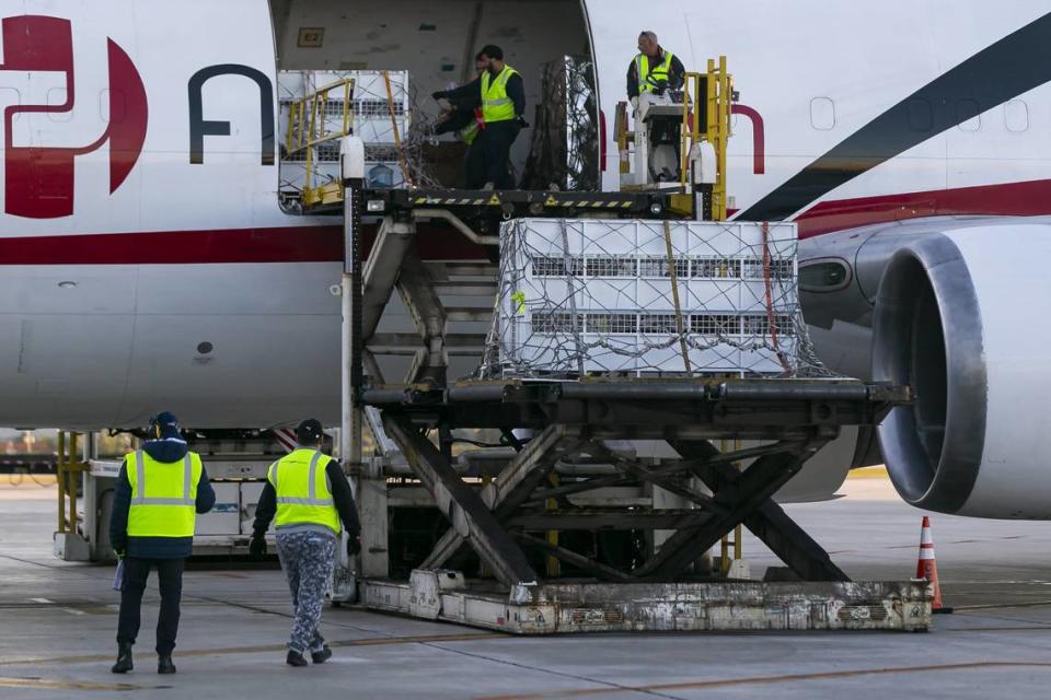 Avianca cargo employees work to offload three Bengal tigers that were rescued from Guatemala at Miami International Airport on Monday, Nov. 25, 2019. Max, Simba and Kimba, who were rescued from a circus in Guatemala by Animal Defenders International, are being sent to an animal sanctuary, Big Cat Rescue, in Tampa.