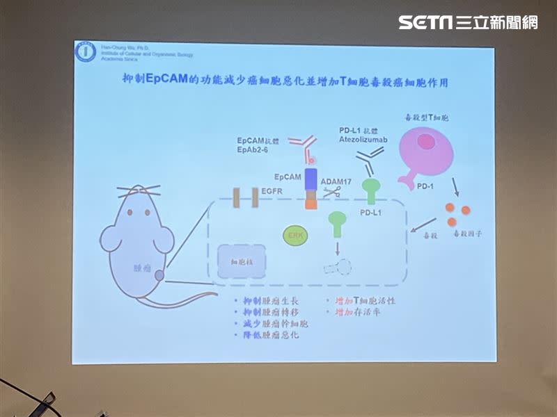 中研院細胞與個體生物研究所今發表研究，中和性單株抗體EpAb2-6，可抑制EpCAM的訊息傳遞功能、降低癌細胞中PD-L1蛋白的表現。（圖／記者簡浩正攝影）