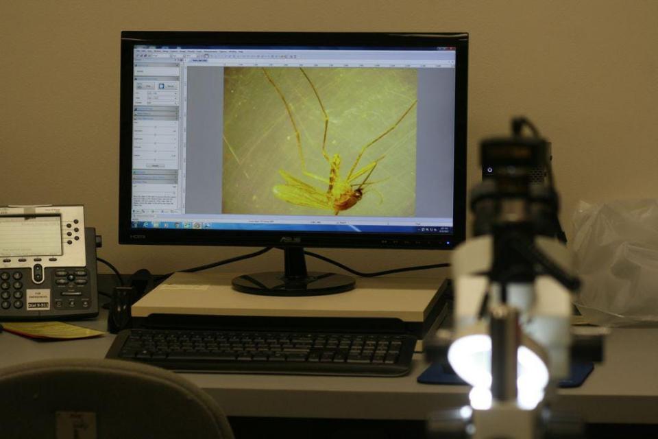 FILE - A mosquito is seen under a microscope connected to a monitor at the Lenawee County Health Department.
