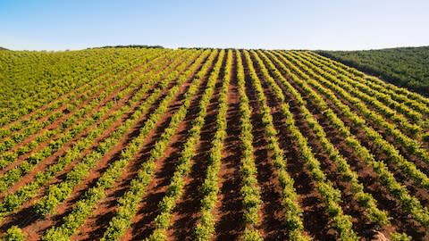 An orange tree plantation in Portugal - Credit: AP