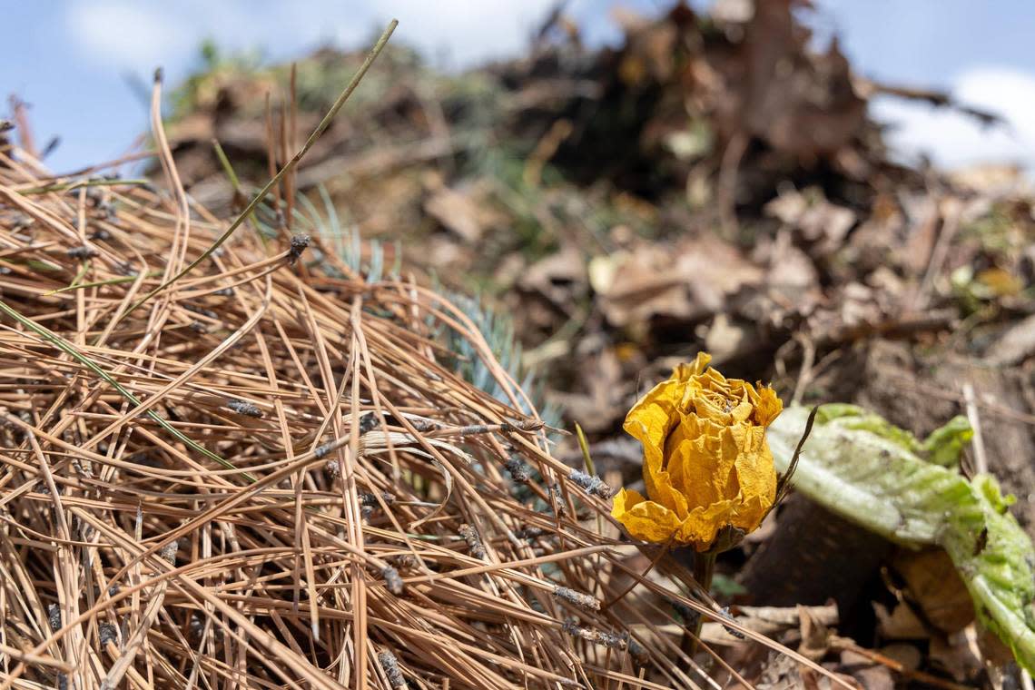 Organic waste, like these pine needles, flowers and food waste, can go in your compost bin.