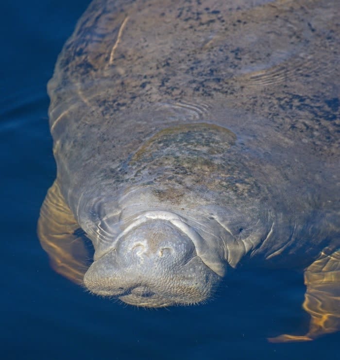 FWC said manatees leave their winter habitats and travel the waterways along the Atlantic and Gulf coasts and other inland waters, chances of close encounters between manatees and boaters increase. Go slow and look out below for manatees when boating or using personal watercraft. For boaters and personal watercraft users, it is a critical time to be on the lookout for manatees to avoid collisions with these large aquatic mammals. Boaters should follow posted speed limits as many areas have seasonal zones in spring that reflect manatee migration patterns.