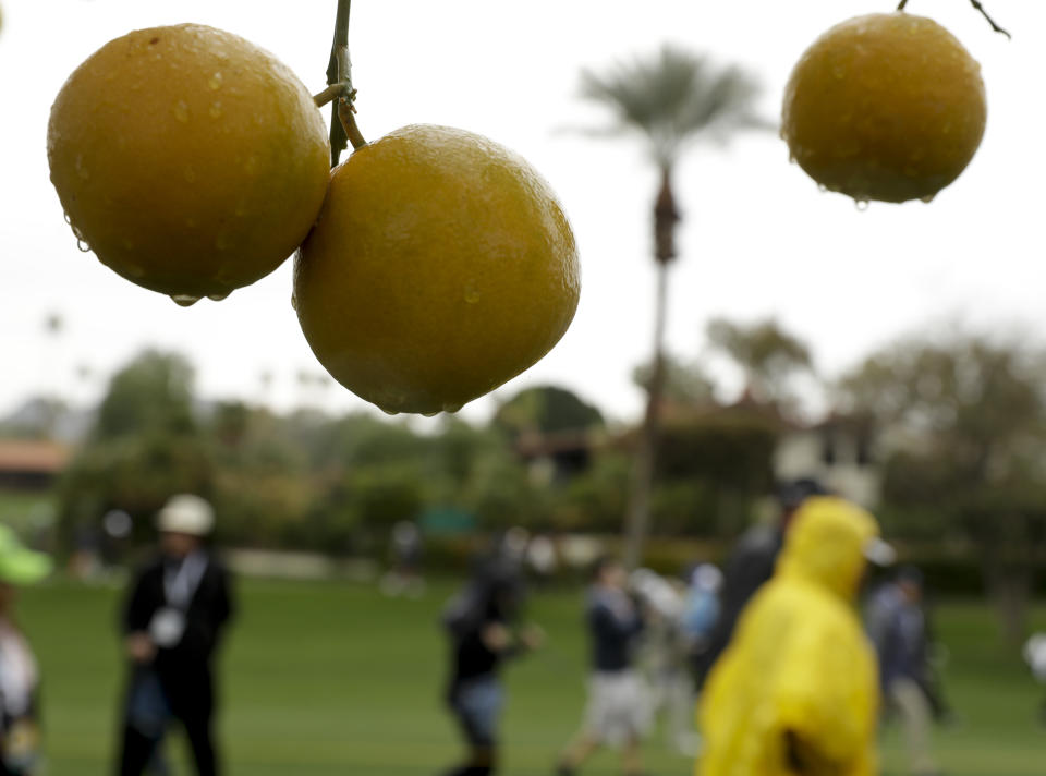 Fans walk by as rain drops from oranges on the second hole during the first round of the CareerBuilder Challenge at the La Quinta Country Club, Thursday, Jan. 19, 2017 in La Quinta, Calif. (AP Photo/Chris Carlson)