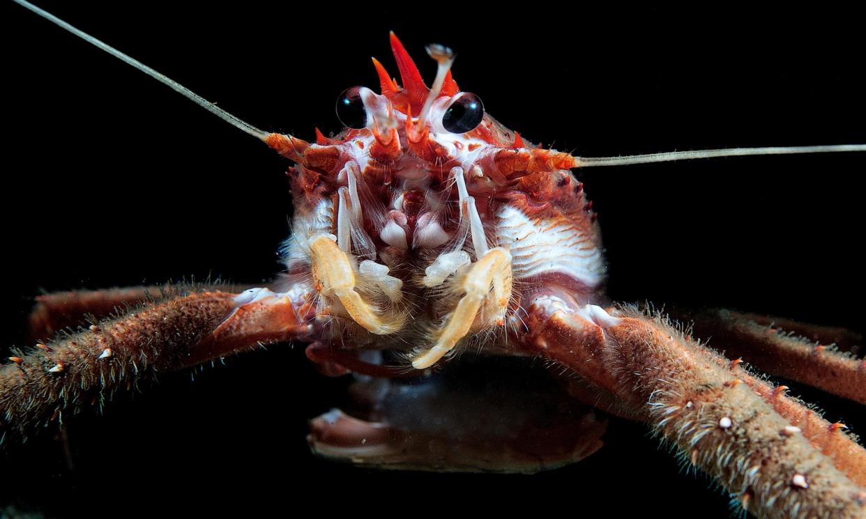 <span>A spiny squat lobster. Lobsters are important decomposers in the oceans.</span><span>Photograph: Mark Thomas</span>