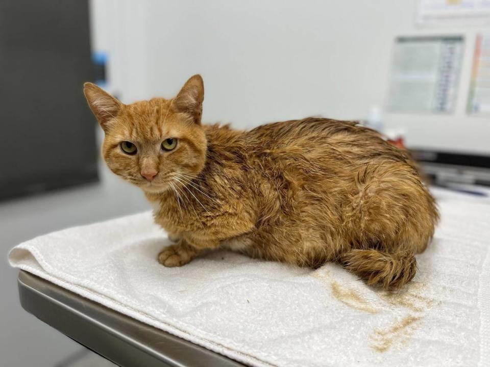 This cat was taken in by the KC Pet Project on July 2 near N Church Road and N Evanstone Avenue. There are two days left of his five-day mandatory stray hold, then he will be put up for adoption.