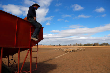 Farm worker Glenn McCosker watches sheep eat grain as he sits atop a feeder as it moves around a drought-effected paddock, on a property located on the outskirts of Tamworth, in north-west New South Wales in Australia, June 2, 2018. Picture taken June 2, 2018. REUTERS/David Gray
