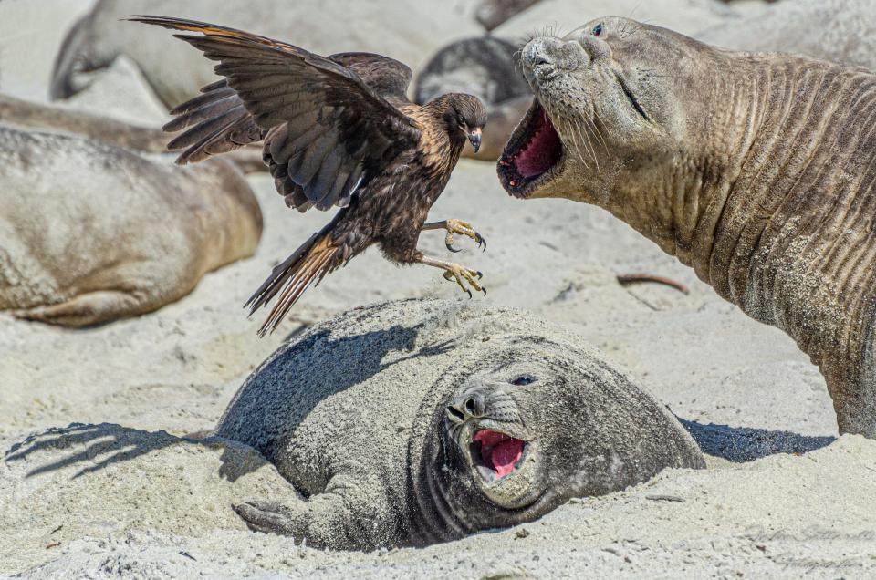 elephant sneal roars at bird flying at baby seal
