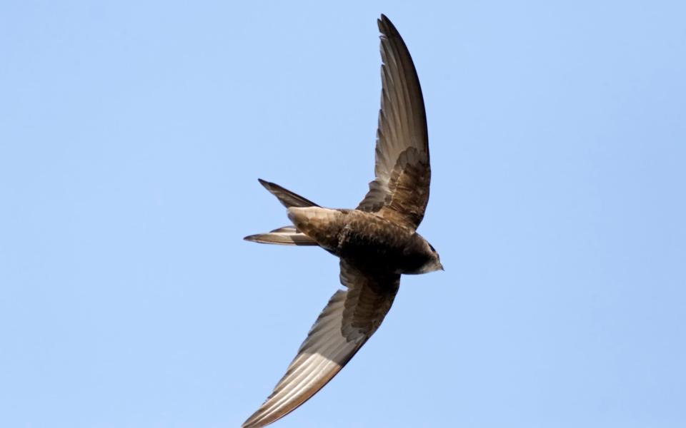 The Common swift, apus apus, in flight - Getty Images