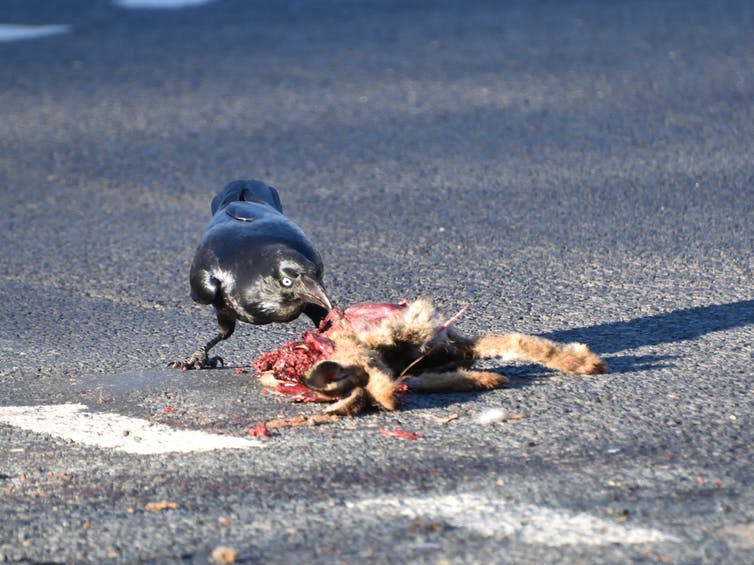 A raven picks at a rabbit carcass on tarmac.