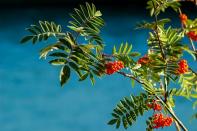 <p>Mountain ash, also known as Rowan, is a genus of several shrubs or trees in the rose family. Among the most magnificent trees for fruit display, it's a wonderful tree to consider if you're blessed with a garden. </p><p><a class="link " href="https://www.primrose.co.uk/-p-68476.html" rel="nofollow noopener" target="_blank" data-ylk="slk:BUY NOW VIA PRIMROSE;elm:context_link;itc:0;sec:content-canvas">BUY NOW VIA PRIMROSE</a> </p>