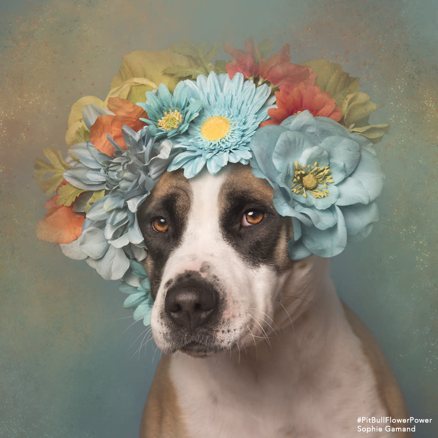 One artist’s series attempts to show pit bulls in a softer light