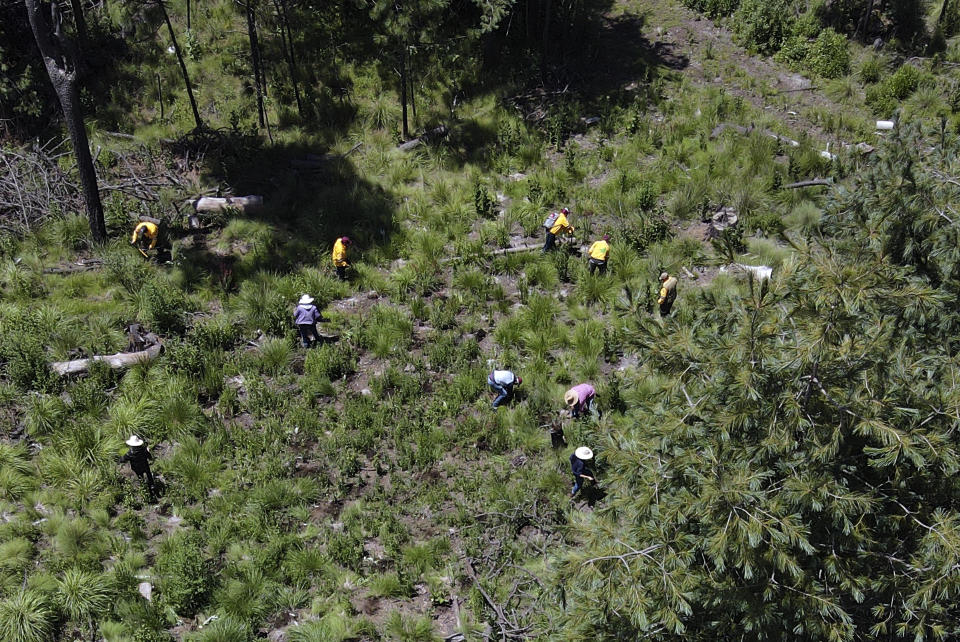 ARCHIVO - Pobladores locales plantan pinos el 13 de agosto de 2023 en un área deforestada recientemente, en el pueblo de San Miguel Topilejo, al sur de la Ciudad de México. La tala ilegal es especialmente aguda en este pueblo, el cual, debido a que tiene bosques y es atravesado por carreteras, es un sitio atractivo para que grupos delictivos talen troncos y los lleven a aserraderos. (AP Foto/Marco Ugarte, archivo)