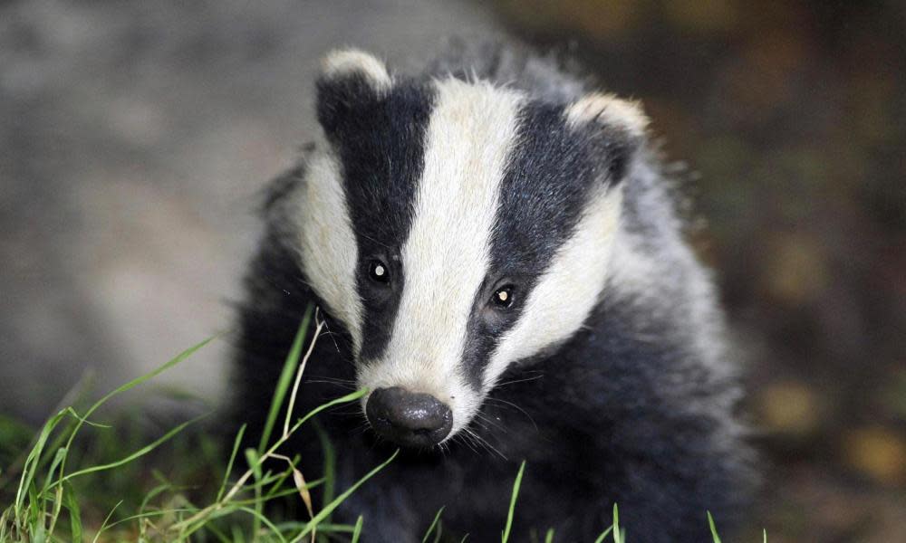 A badger photographed at close range.