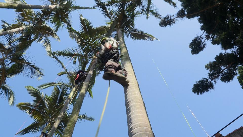 攀樹師爬上椰子樹修剪。（圖／獨立特派員）