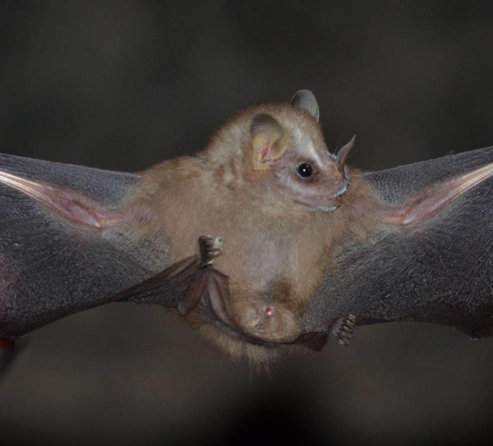 A Vampyressa Villai, Or Villa’s Little Yellow-Eared Bat.